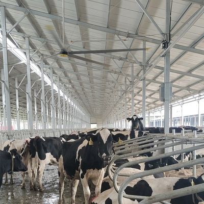 Goede prijs. 6.1m 20ft industriële plafondventilator met 6pcs Aluminium Magnesium legering bladen en Duurzaam online